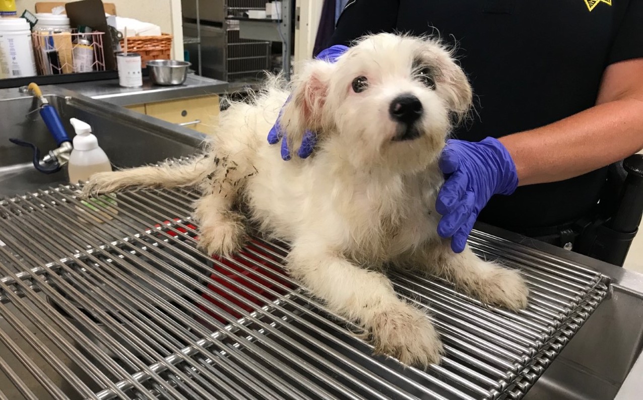 One of 35 dogs found inside a Jurupa Valley home is seen in an image shared by the Riverside County Department of Animal Services on July 11, 2020.