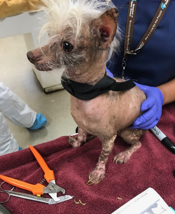 One of 35 dogs found inside a Jurupa Valley home is seen in an image shared by the Riverside County Department of Animal Services on July 11, 2020.