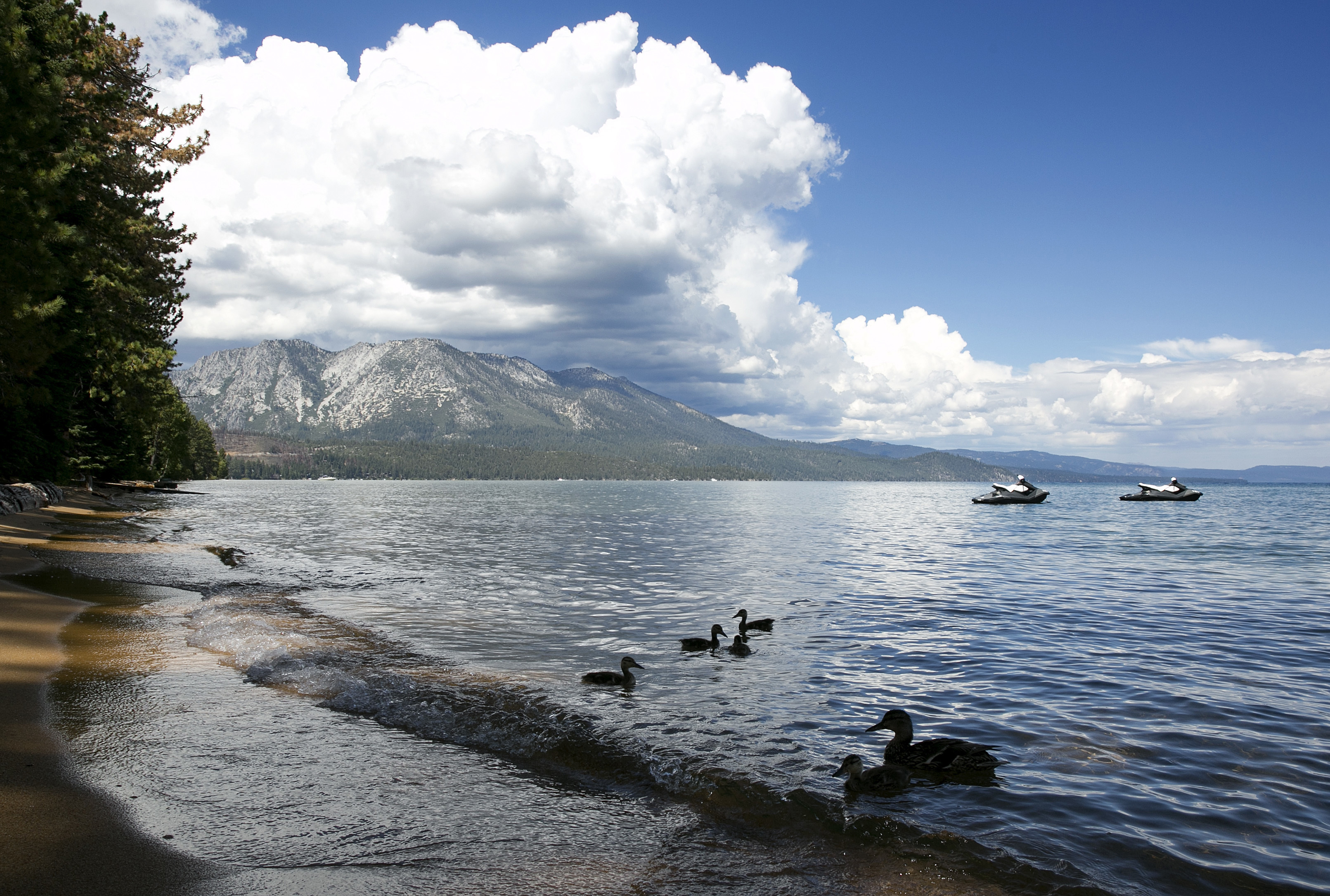 A family of ducks swims along the shore of South Lake Tahoe on Aug. 22, 2017. (Rich Pedroncelli/Associated Press)