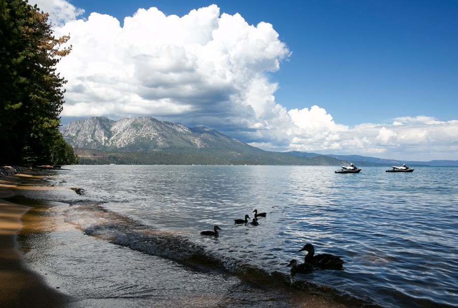 A family of ducks swims along the shore of South Lake Tahoe on Aug. 22, 2017. (Rich Pedroncelli/Associated Press)