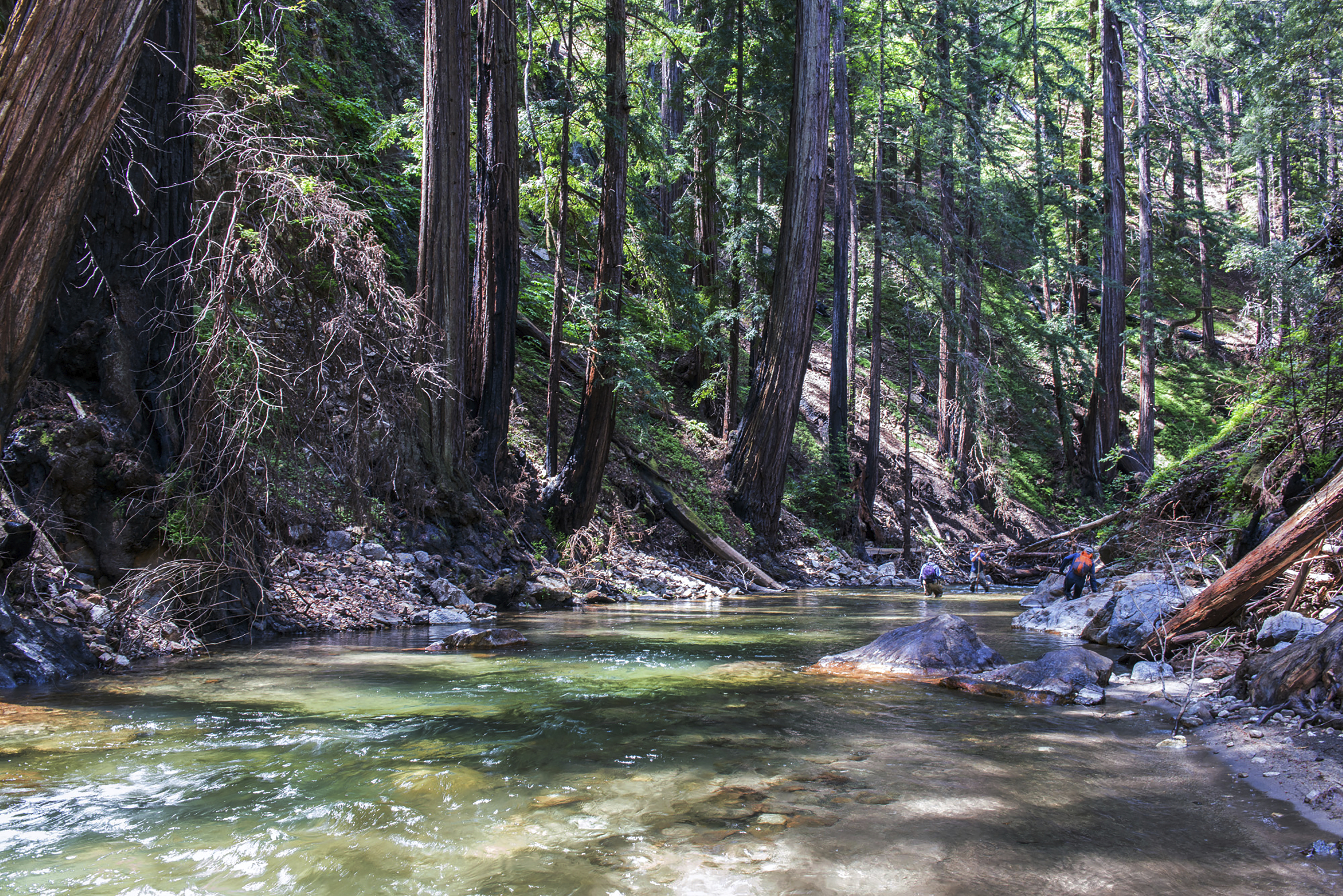 This undated photo provided by the Western Rivers Conservancy shows redwoods along the Little Sur River in Big Sur on the coast of California south of Monterey. A Native American tribe has reclaimed a small part of ancestral lands on California's Big Sur coast that were lost to Spanish colonial settlement nearly 250 years ago. The Mercury News reports the Esselen Tribe of Monterey County closed escrow on 1,199 acres about 5 miles inland from the ocean that was part of a $4.5 million deal involving the state and the Western Rivers Conservancy. It marks the first restoration of any lands to the tribe. (Doug Steakley/Western Rivers Conservancy via AP)