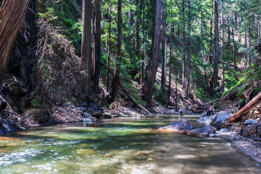 This undated photo provided by the Western Rivers Conservancy shows redwoods along the Little Sur River in Big Sur on the coast of California south of Monterey. A Native American tribe has reclaimed a small part of ancestral lands on California's Big Sur coast that were lost to Spanish colonial settlement nearly 250 years ago. The Mercury News reports the Esselen Tribe of Monterey County closed escrow on 1,199 acres about 5 miles inland from the ocean that was part of a $4.5 million deal involving the state and the Western Rivers Conservancy. It marks the first restoration of any lands to the tribe. (Doug Steakley/Western Rivers Conservancy via AP)