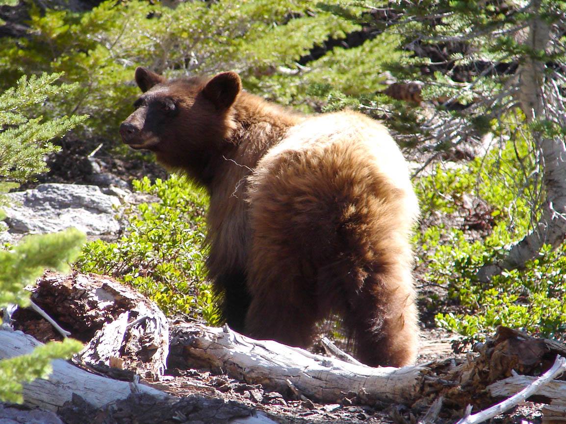 The Facebook account for the Lassen Volcanic National Park posted this image of a bear on June 22, 2020.