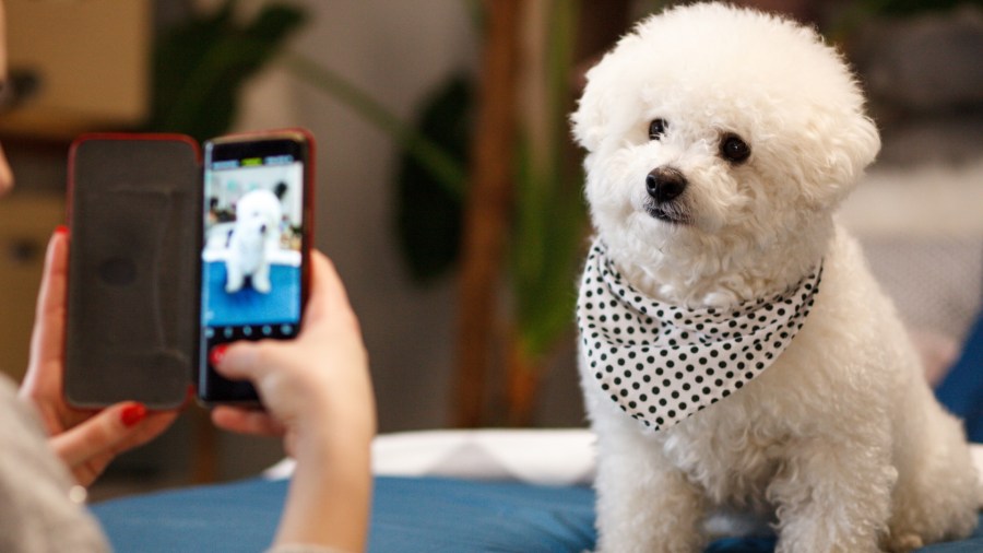 A woman takes a photo of a dog in this undated file photo. (Getty Images)