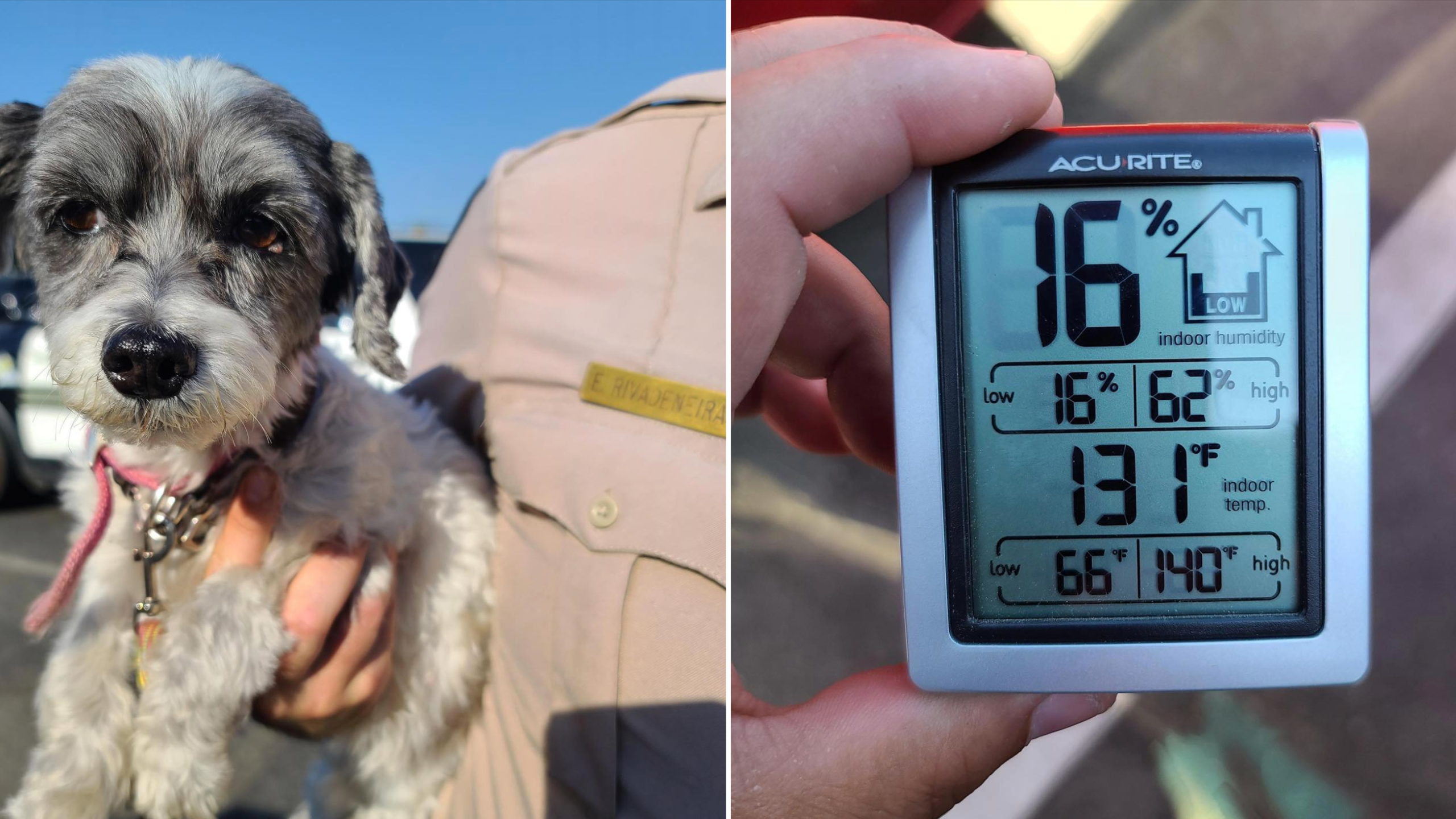 A dog is seen after being rescued from a hot car in San Jacinto on July 27, 2020, in a photo released by the Riverside County Sheriff's Department.