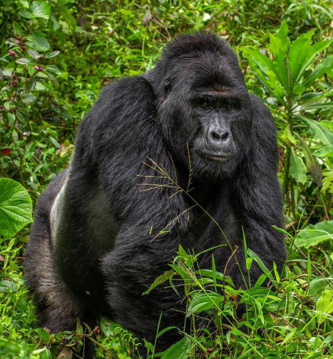 Rafiki, a rare silverback gorilla, is seen in an udated photo.(Uganda Wildlife Authority/Twitter)