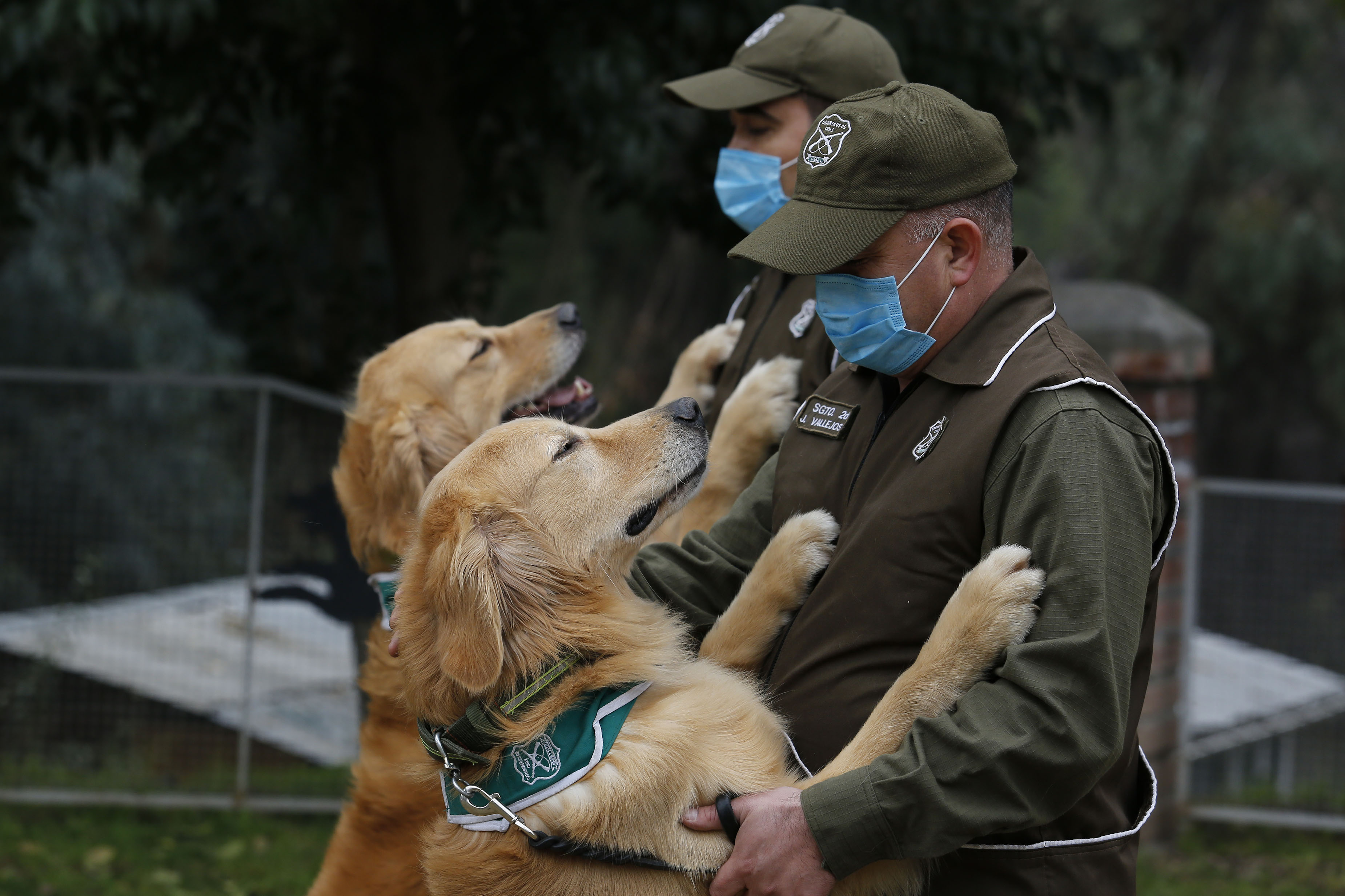 Chilean police officers and trainers work with the dogs called Keylin and Clifford at Carabineros de Chile Dog Training School in the Parque Metropolitano on July 17, 2020 in Santiago, Chile. (Marcelo Hernandez/Getty Images)