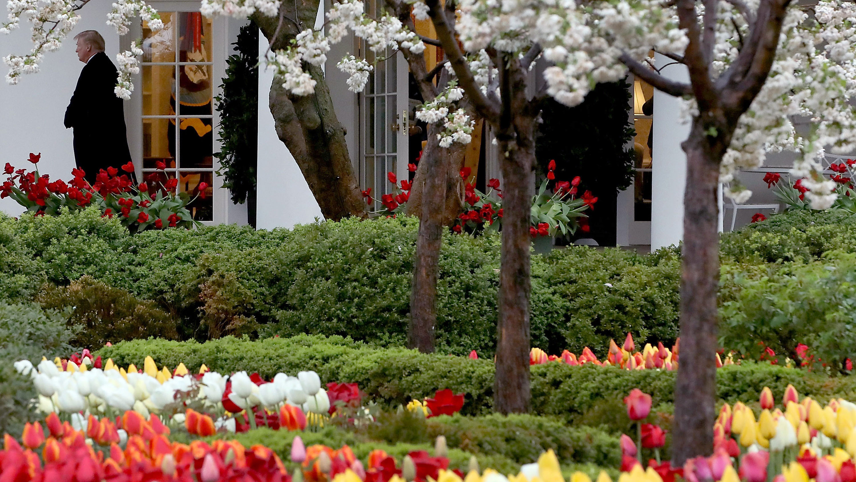 Flowers are in bloom in the Rose Garden as President Donald Trump walks out of the Oval Office toward Marine One while departing from the White House, on April 16, 2018 in Washington, DC. (Mark Wilson/Getty Images)