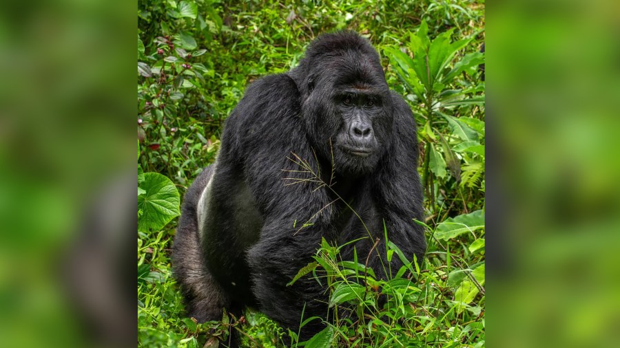 Rafiki, a rare silverback gorilla, is seen in an udated photo. (Uganda Wildlife Authority/Twitter)