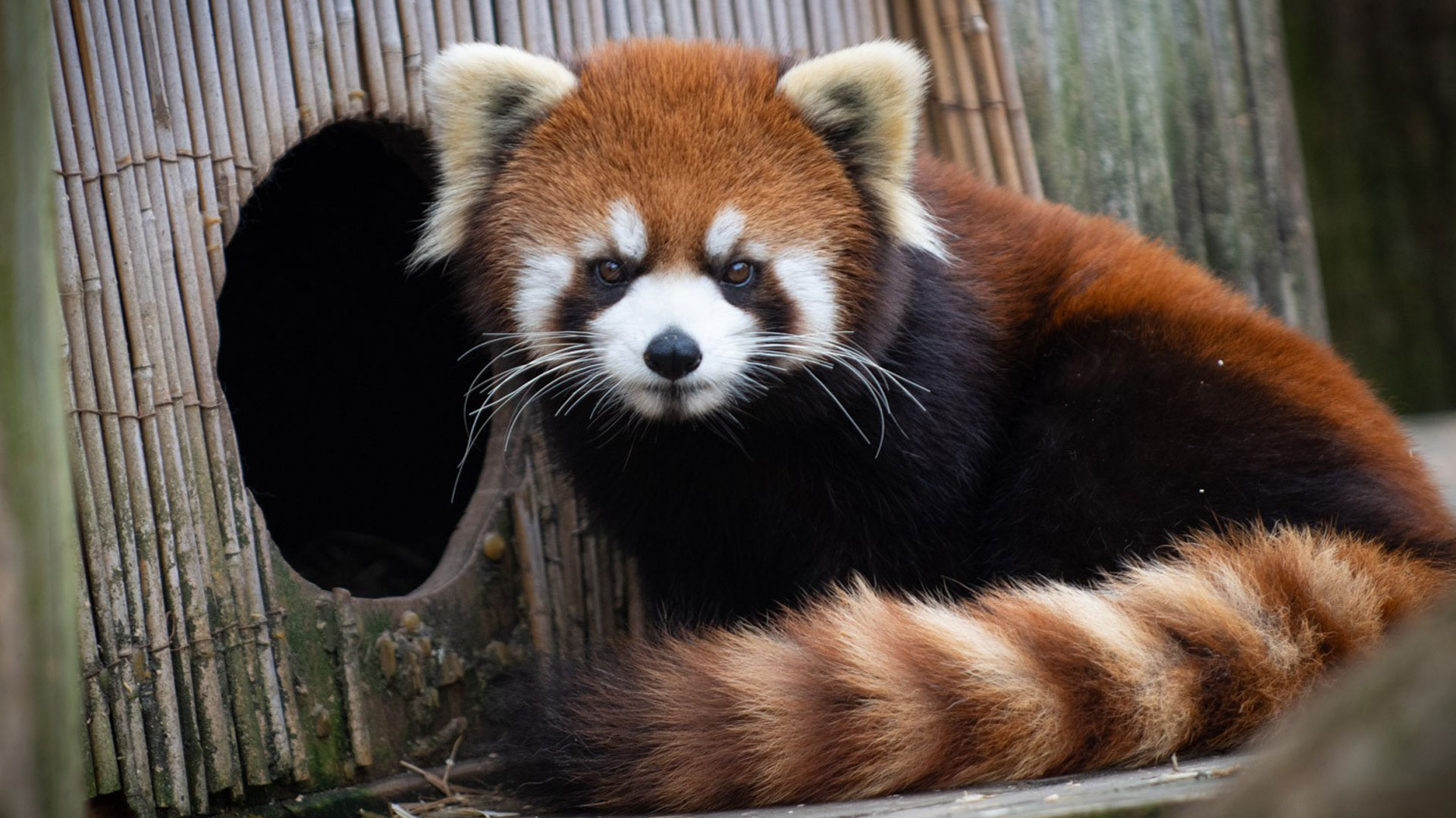 A red panda is missing from a zoo in Ohio. (Columbus Zoo and Aquarium/Twitter)