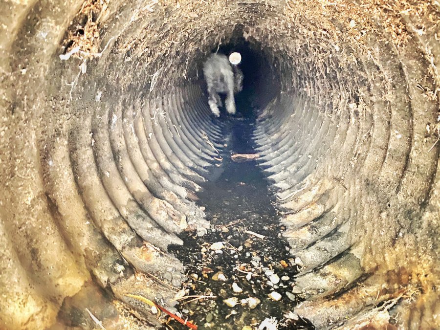 The Santa Barbara County Fire Department posted this photo on July 16, 2020  of Sophie in a drain pipe on the UC Santa Barbara campus.