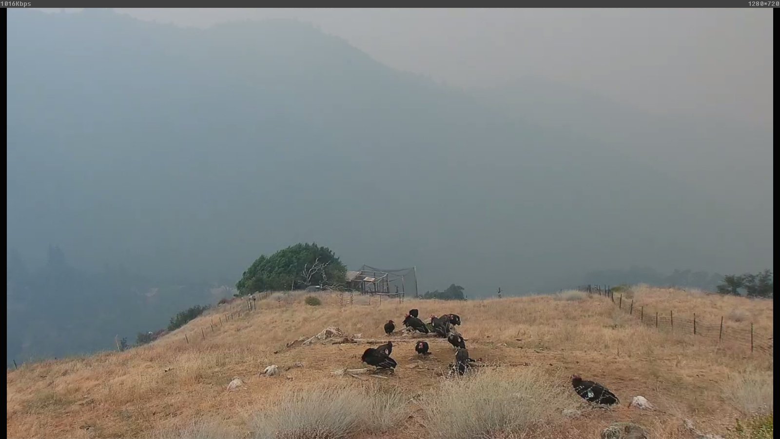 The Dolan Fire destroyed a sanctuary for the endangered California condor in Big Sur in Aug. 2020. (Ventana Wildlife Society)