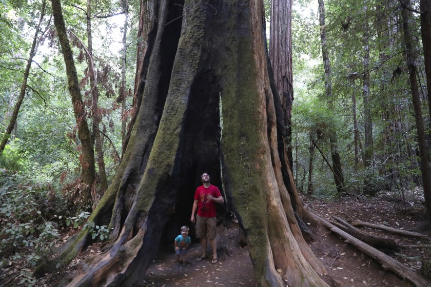 Andrew Walsh of Ben Lomond, Calif., explores a hollow tree with son Philip, 2, in Big Basin Redwoods State Park in September 2019. (Brian van der Brug / Los Angeles Times)