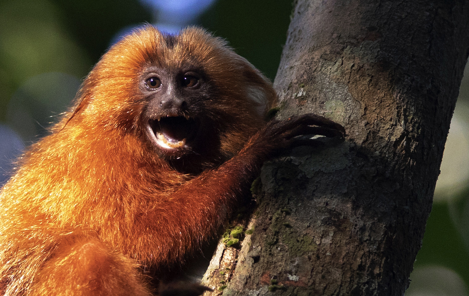 A Golden Lion Tamarin holds on to a tree in the Atlantic Forest region of Silva Jardim in Rio de Janeiro, Brazil on Aug. 6, 2020. (AP Photo/Silvia Izquierdo)