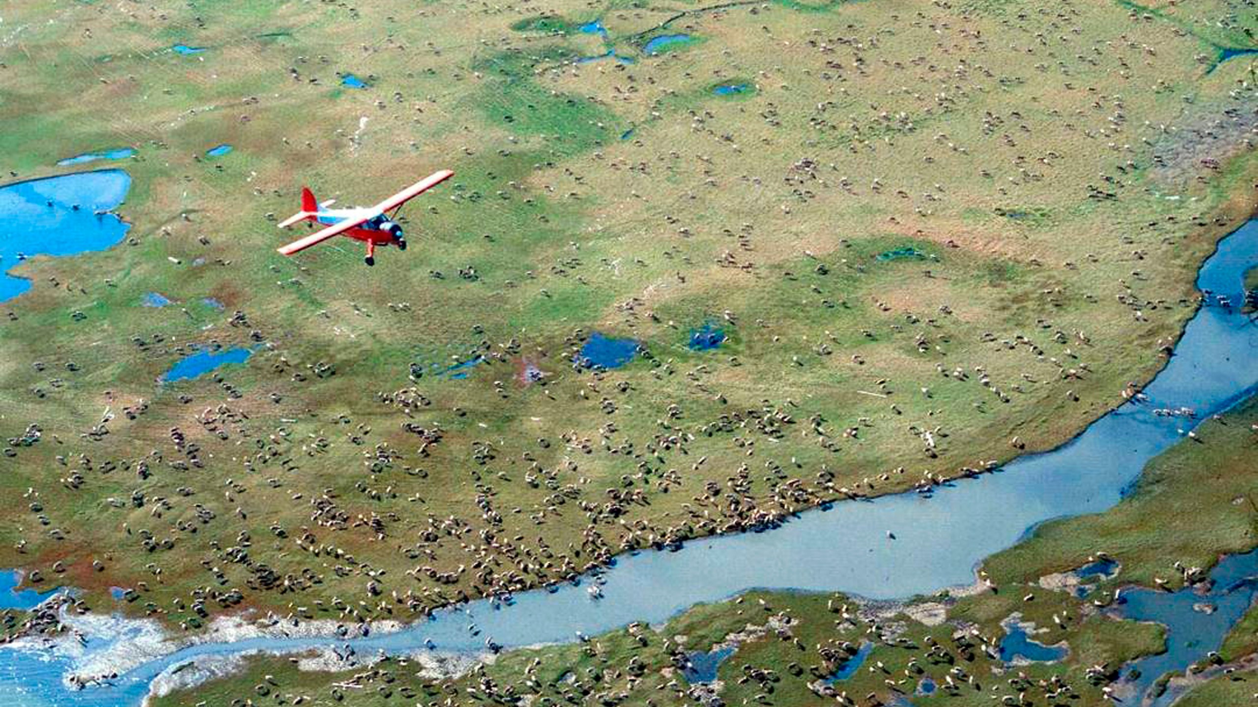 In this undated photo provided by the U.S. Fish and Wildlife Service, an airplane flies over caribou from the Porcupine Caribou Herd on the coastal plain of the Arctic National Wildlife Refuge in northeast Alaska.(U.S. Fish and Wildlife Service via Associated Press)