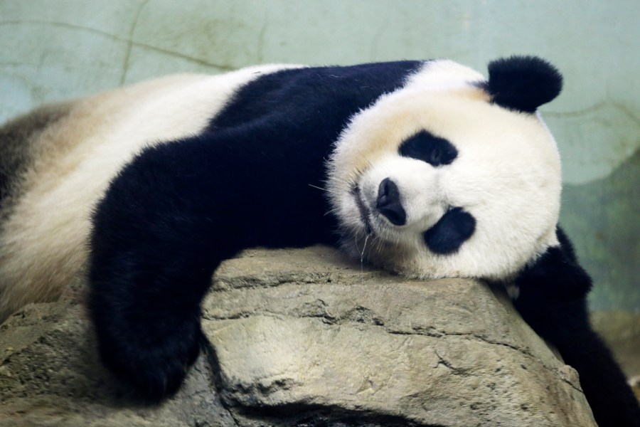 In this Aug. 23, 2015 file photo, The Smithsonian National Zoo's Giant Panda Mei Ziang, sleeps in the indoor habitat at the zoo in Washington D.C. (AP Photo/Jacquelyn Martin)