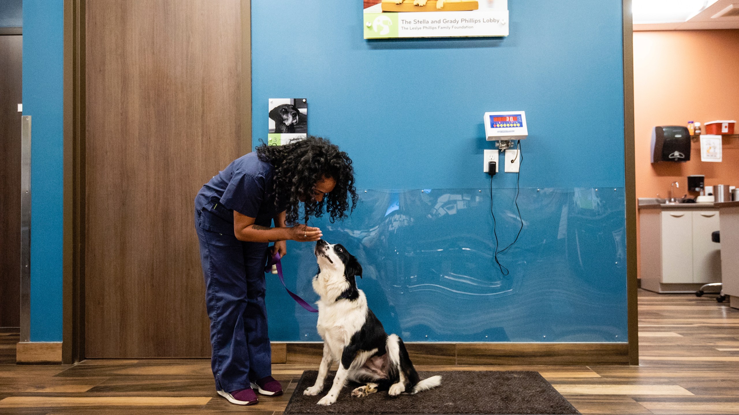 This undated photo shows a dog being weighed at Mission Animal Hospital in Eden Prairie, Minn., which provides subsidized care to low income pet owners. (Kirsten Eitreim/Mission Animal Hospital via AP)