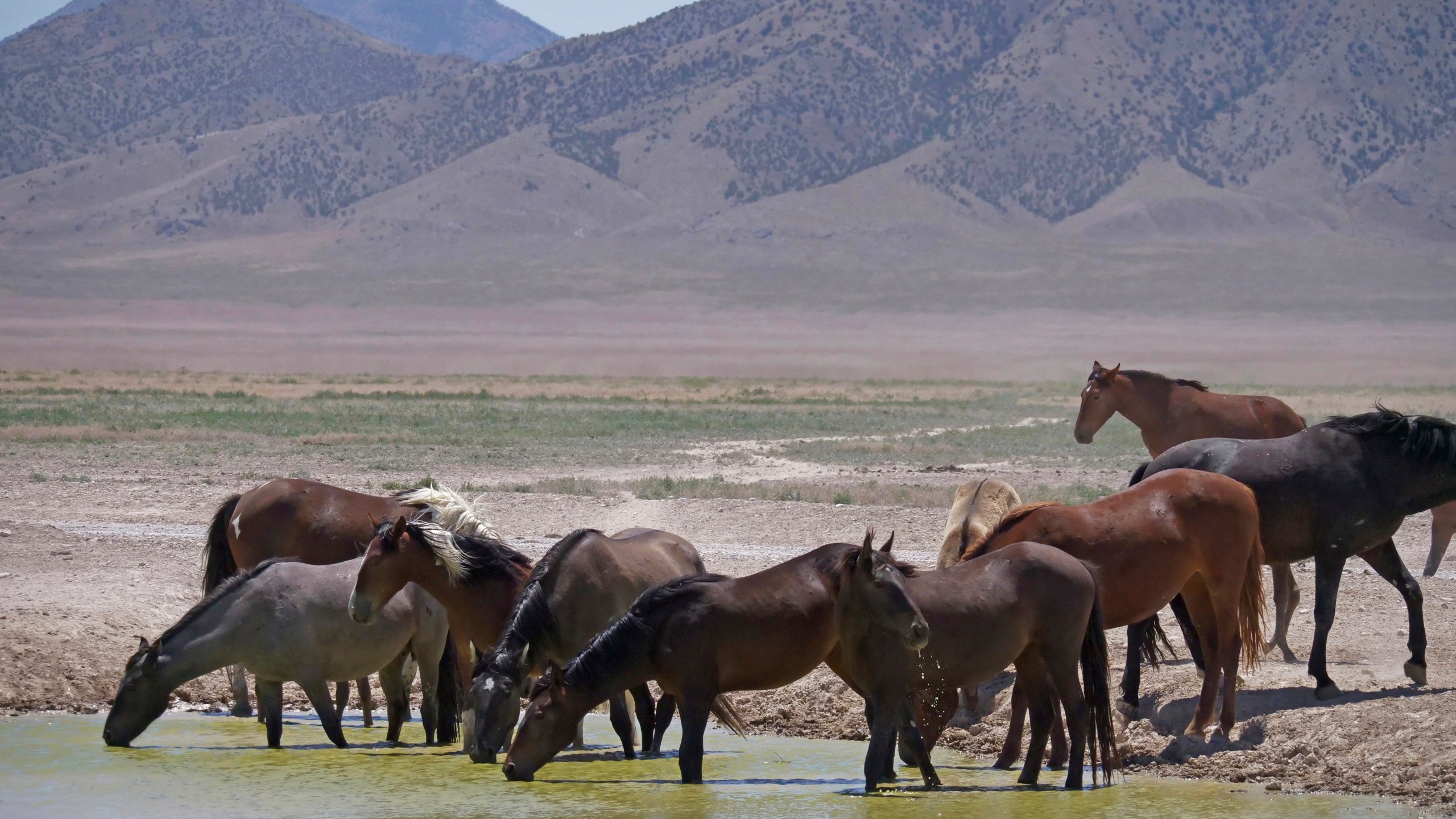 In this June 29, 2018, file photo, wild horses drink from a watering hole outside Salt Lake City. The U.S. Bureau of Land Management has approved construction of corrals in Colorado, Wyoming and Utah that can hold more than 8,000 wild horses captured on federal rangeland in the West, a move that should allow the agency to accelerate roundups that have been slowed by excess capacity at existing holding facilities. (AP Photo/Rick Bowmer, File)