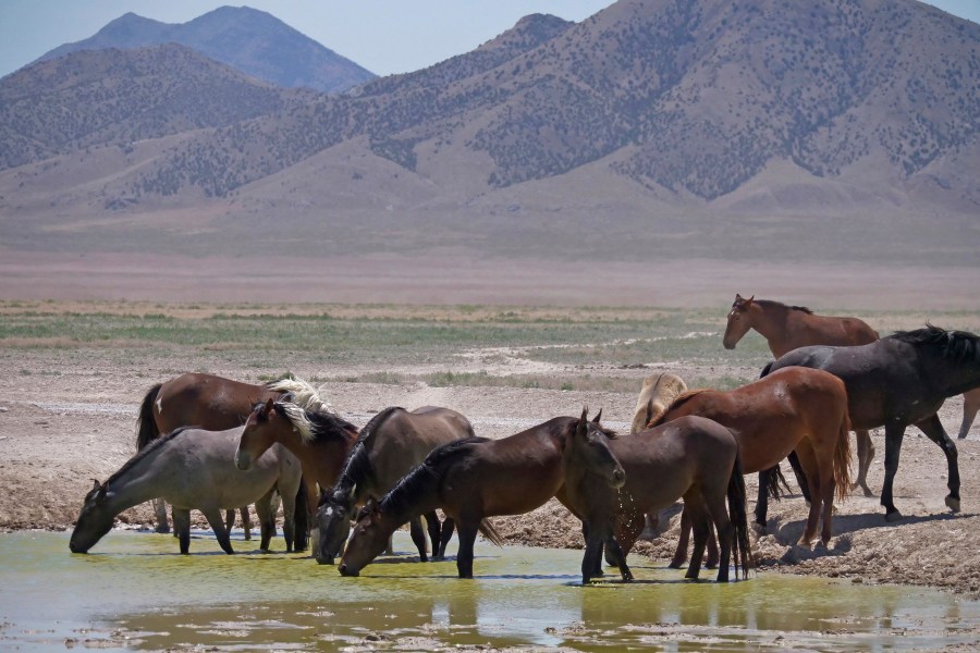 In this June 29, 2018, file photo, wild horses drink from a watering hole outside Salt Lake City. The U.S. Bureau of Land Management has approved construction of corrals in Colorado, Wyoming and Utah that can hold more than 8,000 wild horses captured on federal rangeland in the West, a move that should allow the agency to accelerate roundups that have been slowed by excess capacity at existing holding facilities. (AP Photo/Rick Bowmer, File)