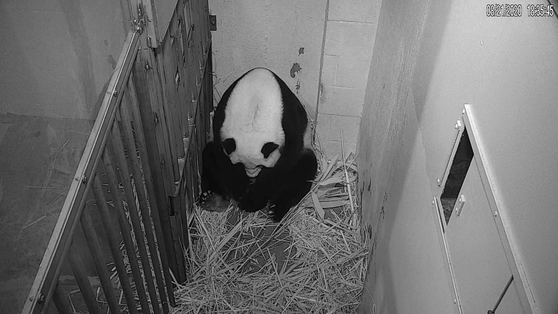 In this image from video provided by the Smithsonian National Zoo, Mei Xiang is seen after giving birth to a Giant Panda cub on the evening of Aug. 21, 2020, in Washington, D.C. The cub is Mei Xiang's fourth. Her first three offspring, Tai Shan, Bao Bao and Bei Bei, were transported to China at age 4 under an agreement with the Chinese government. (Smithsonian National Zoo via AP)