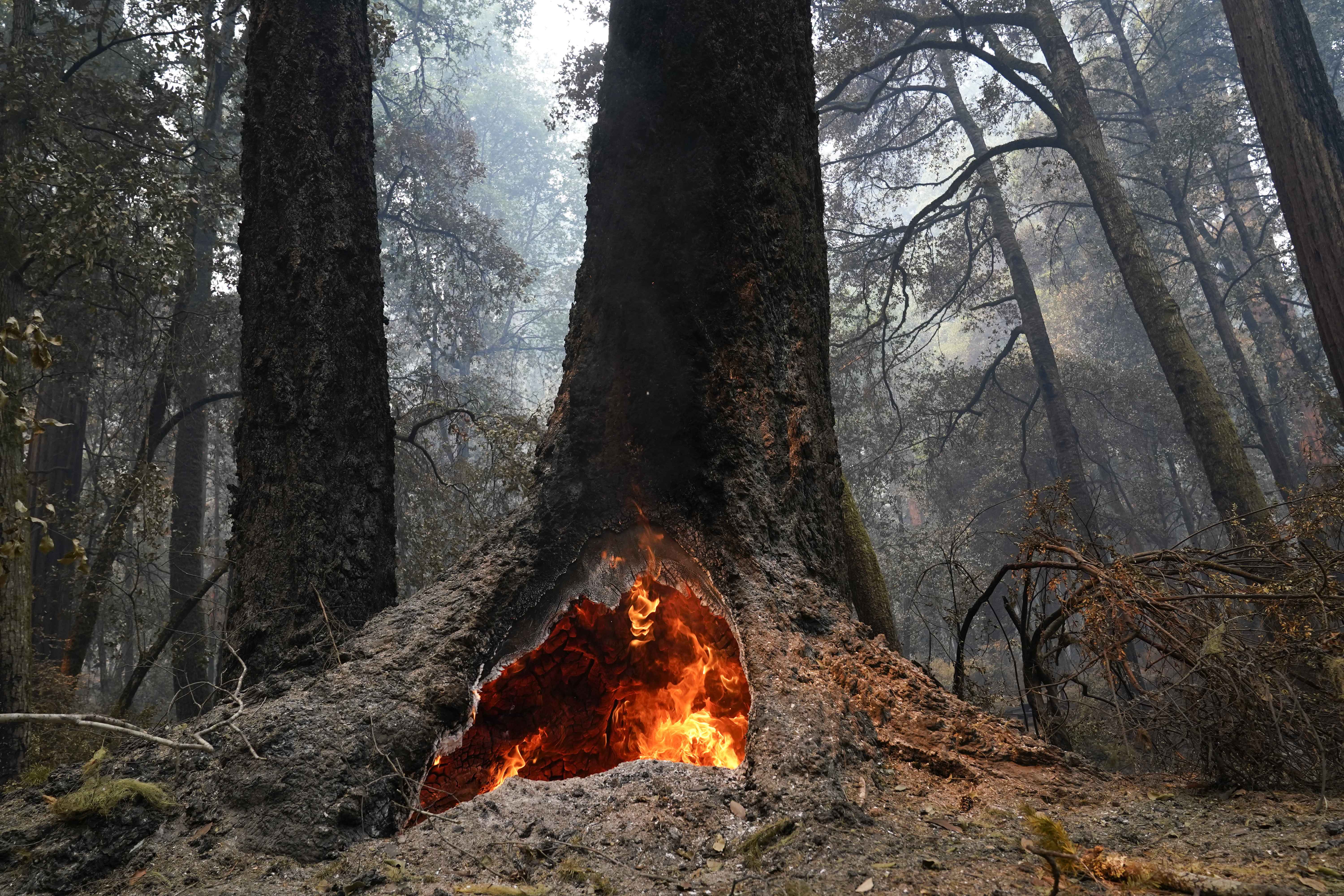 Fire burns in the hollow of an old-growth redwood tree in the Big Basin Redwoods State Park on Aug. 24, 2020. (AP Photo/Marcio Jose Sanchez)