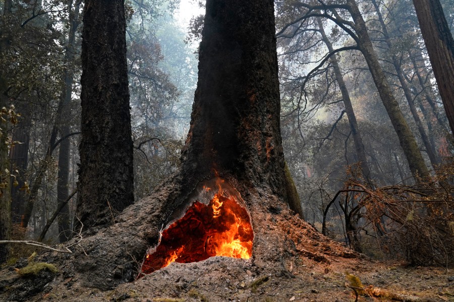 Fire burns in the hollow of an old-growth redwood tree in the Big Basin Redwoods State Park on Aug. 24, 2020. (AP Photo/Marcio Jose Sanchez)