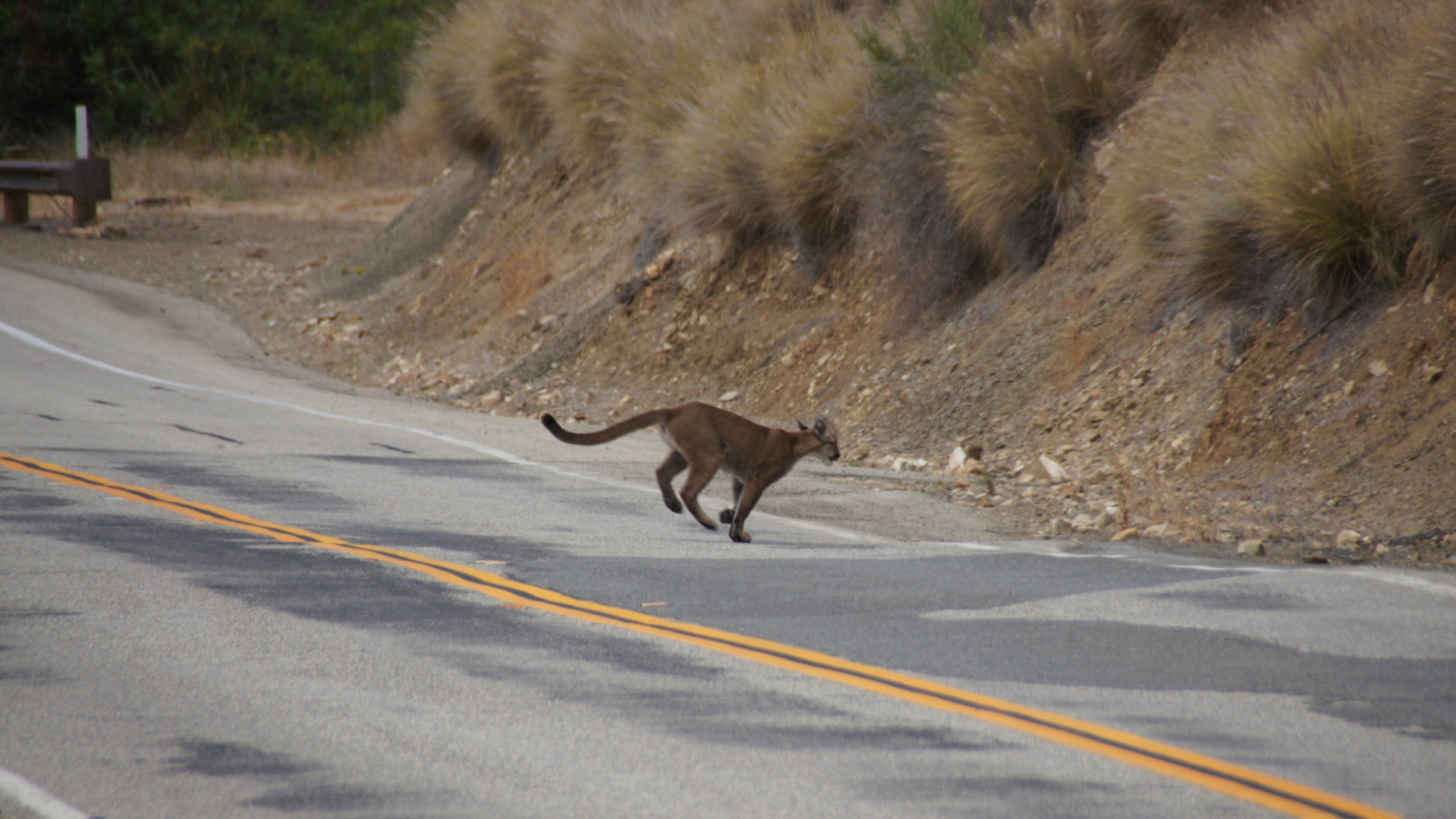 This July 10, 2013, photo shows mountain lion P-23 crossing a road in the Santa Monica Mountains. (National Park Service via AP)