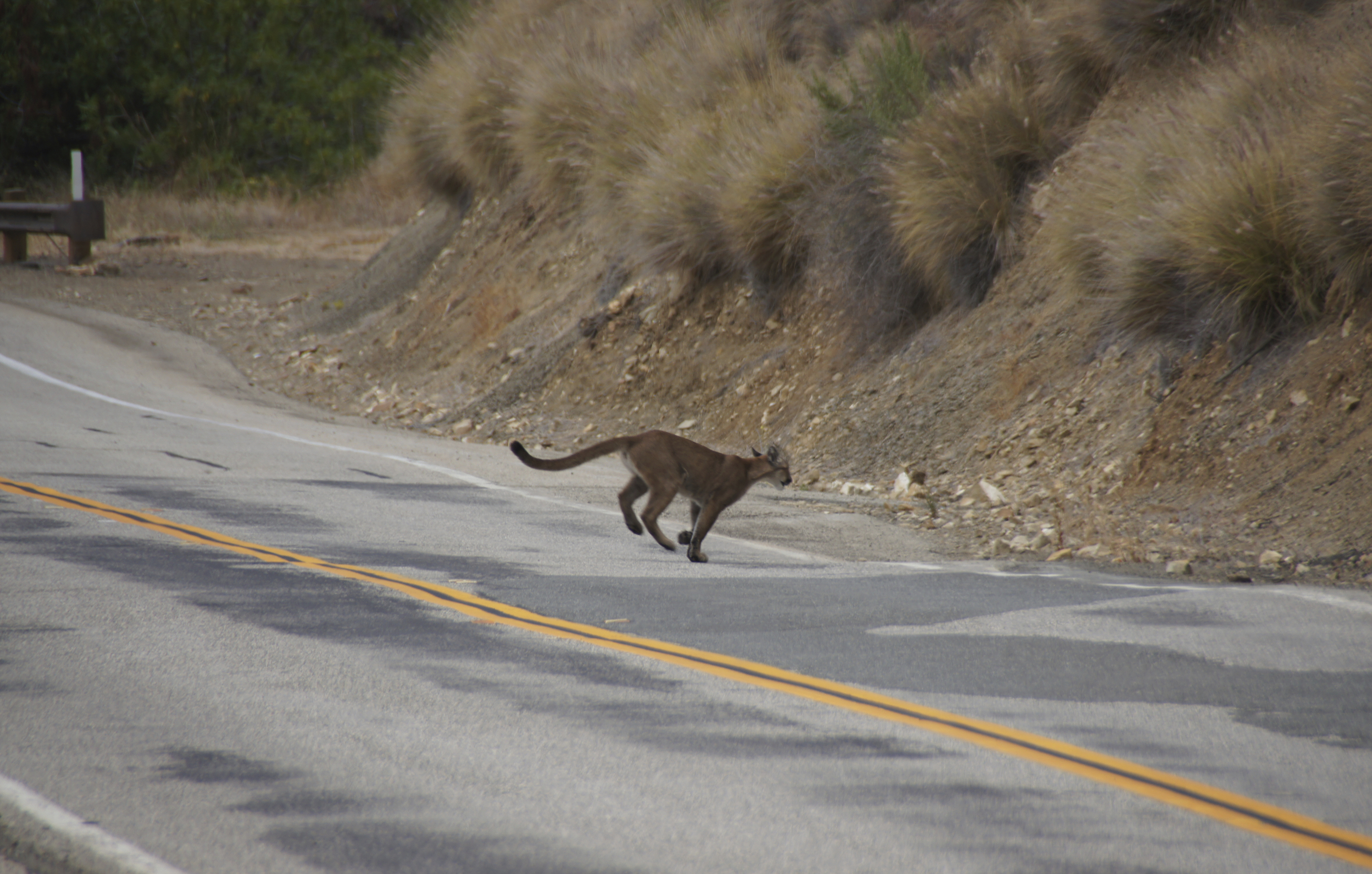 This July 10, 2013, photo shows mountain lion P-23 crossing a road in the Santa Monica Mountains. (National Park Service via AP)