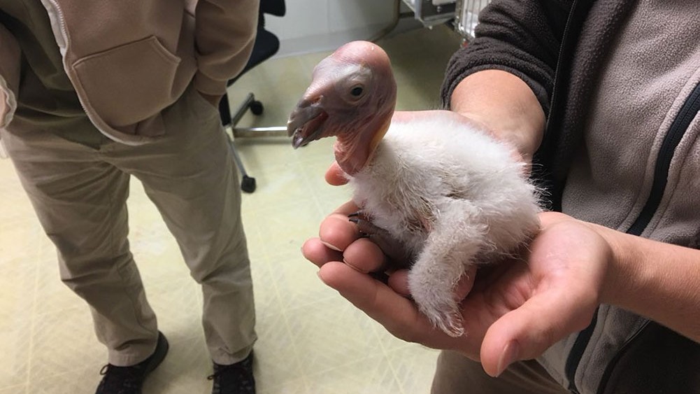 A California condor chick is seen in a file photo from the Los Angeles Zoo.