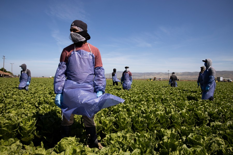 Farmworkers from Fresh Harvest maintain a safe distance as a machine is moved on April 27, 2020 in Greenfield. (Brent Stirton/Getty Images)