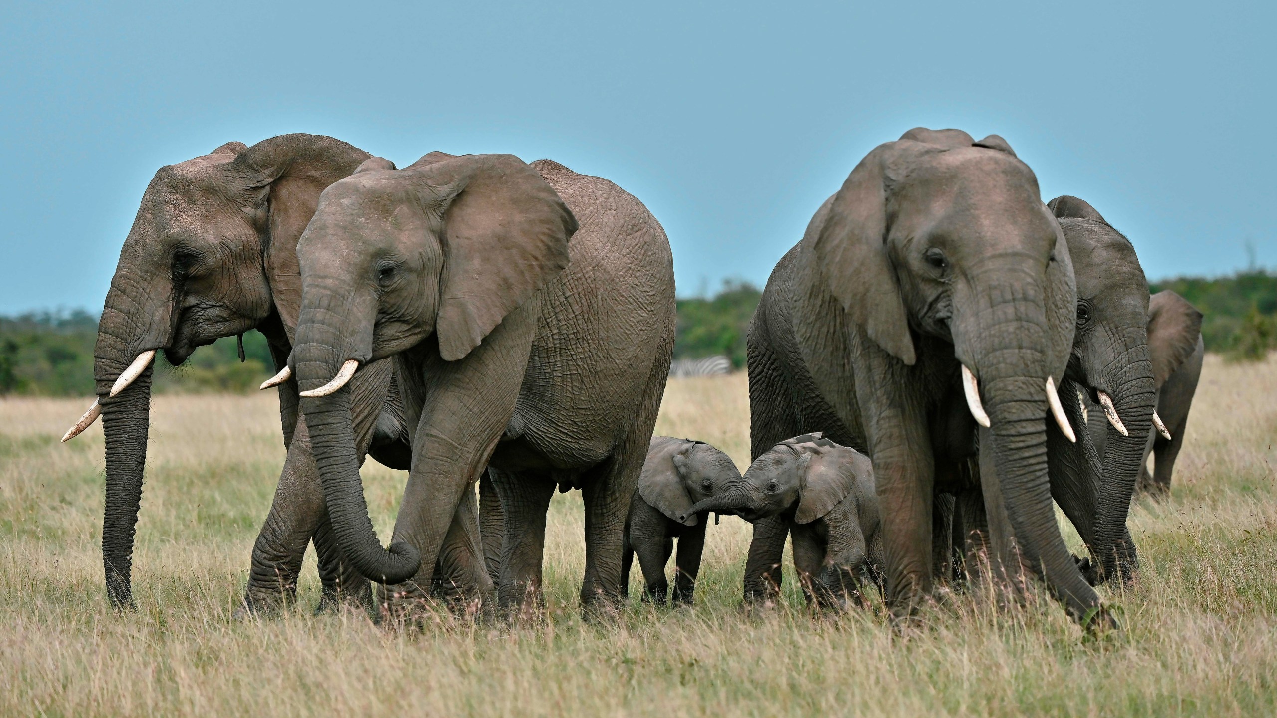 Female elephants get into a protective formation around a pair of calfs on a grassy plain at the Ol Kinyei conservancy in Maasai Mara, in the Narok county in Kenya, on June 23, 2020. (TONY KARUMBA/AFP via Getty Images)