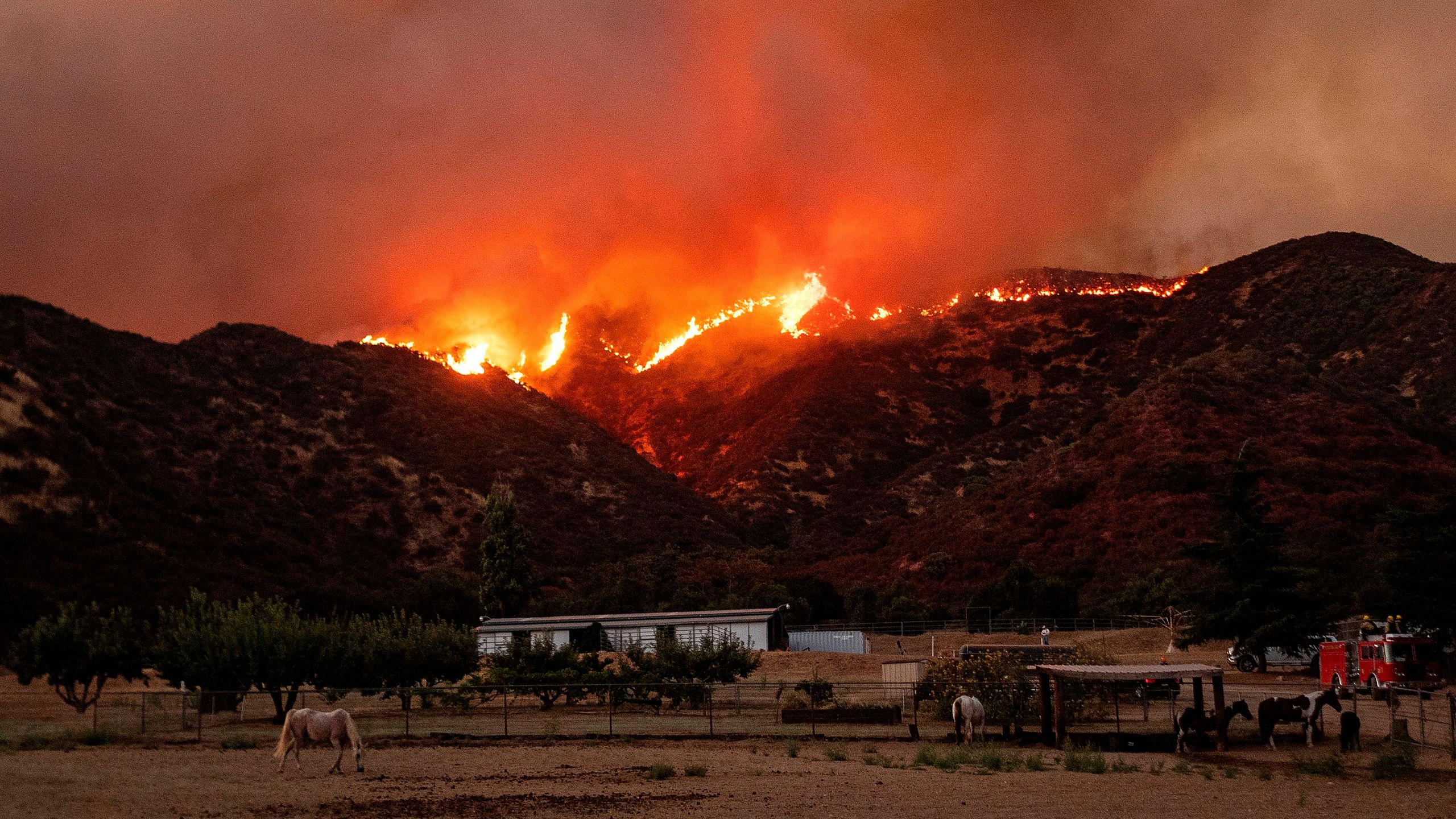 Horses graze as flames from the Apple Fire skirt a ridge in a residential area of Banning on Aug. 1, 2020. (Josh Edelson / AFP / Getty Images)