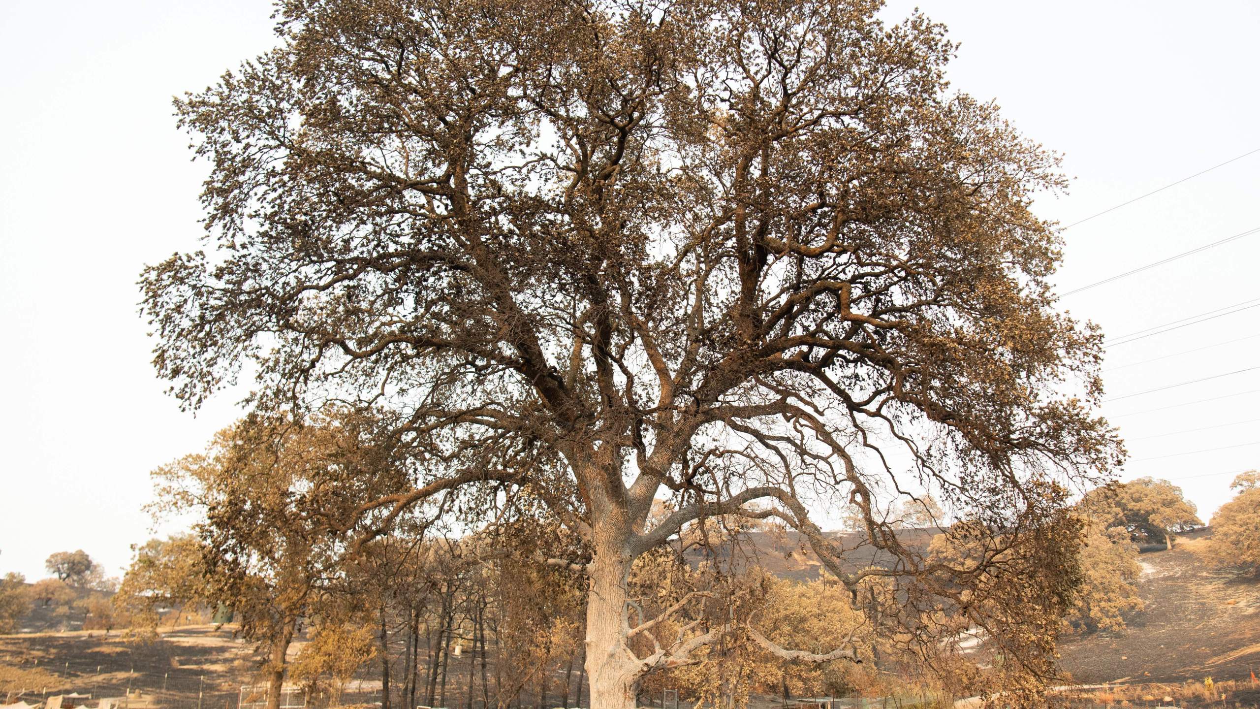 A burned vehicle sits parked under a charred tree during the LNU Lightning Complex fire in Vacaville on Aug. 24, 2020. (Getty Images)