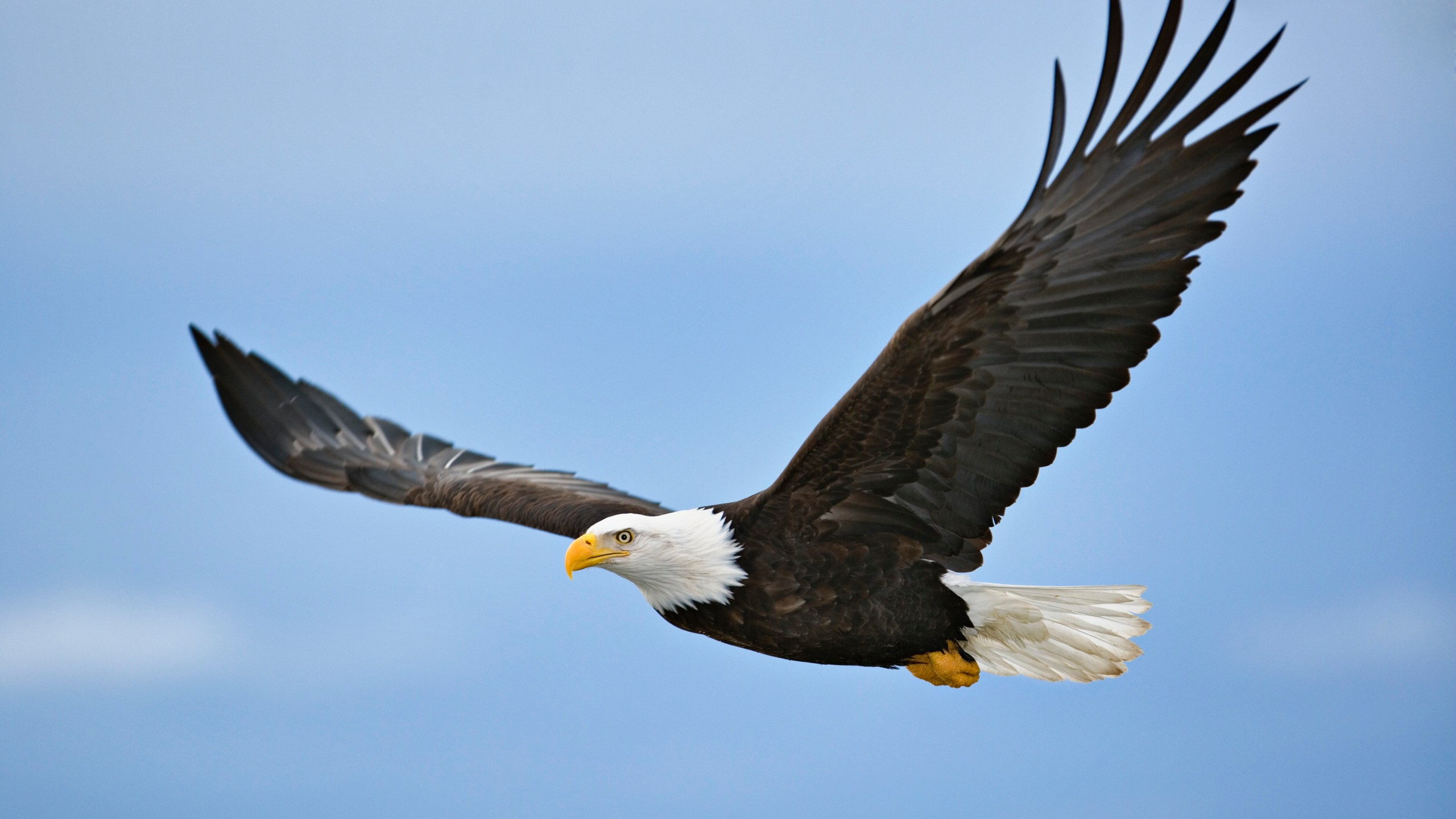 A bald eagle is seen a file photo. (iStock/Getty Images Plus)