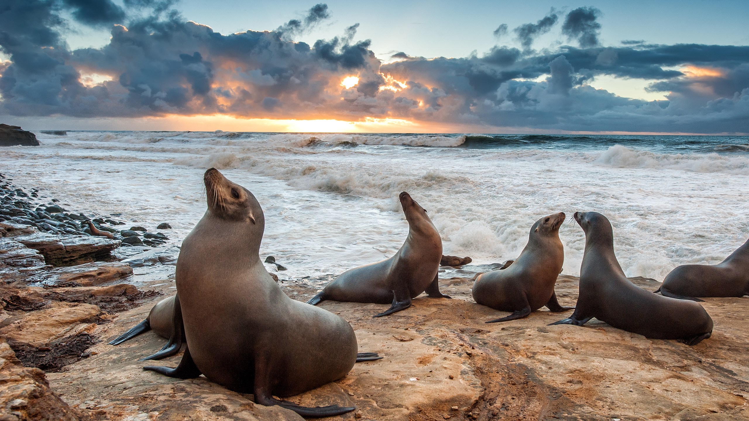 Sea Lions enjoying the last light of the day during sunset at a La Jolla beach. (Getty Images)