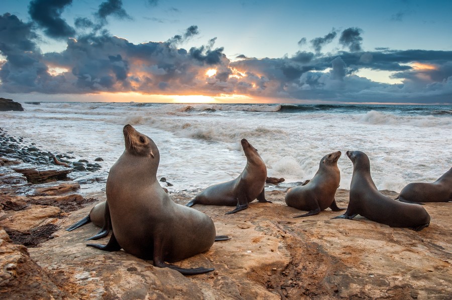 Sea Lions enjoying the last light of the day during sunset at a La Jolla beach. (Getty Images)