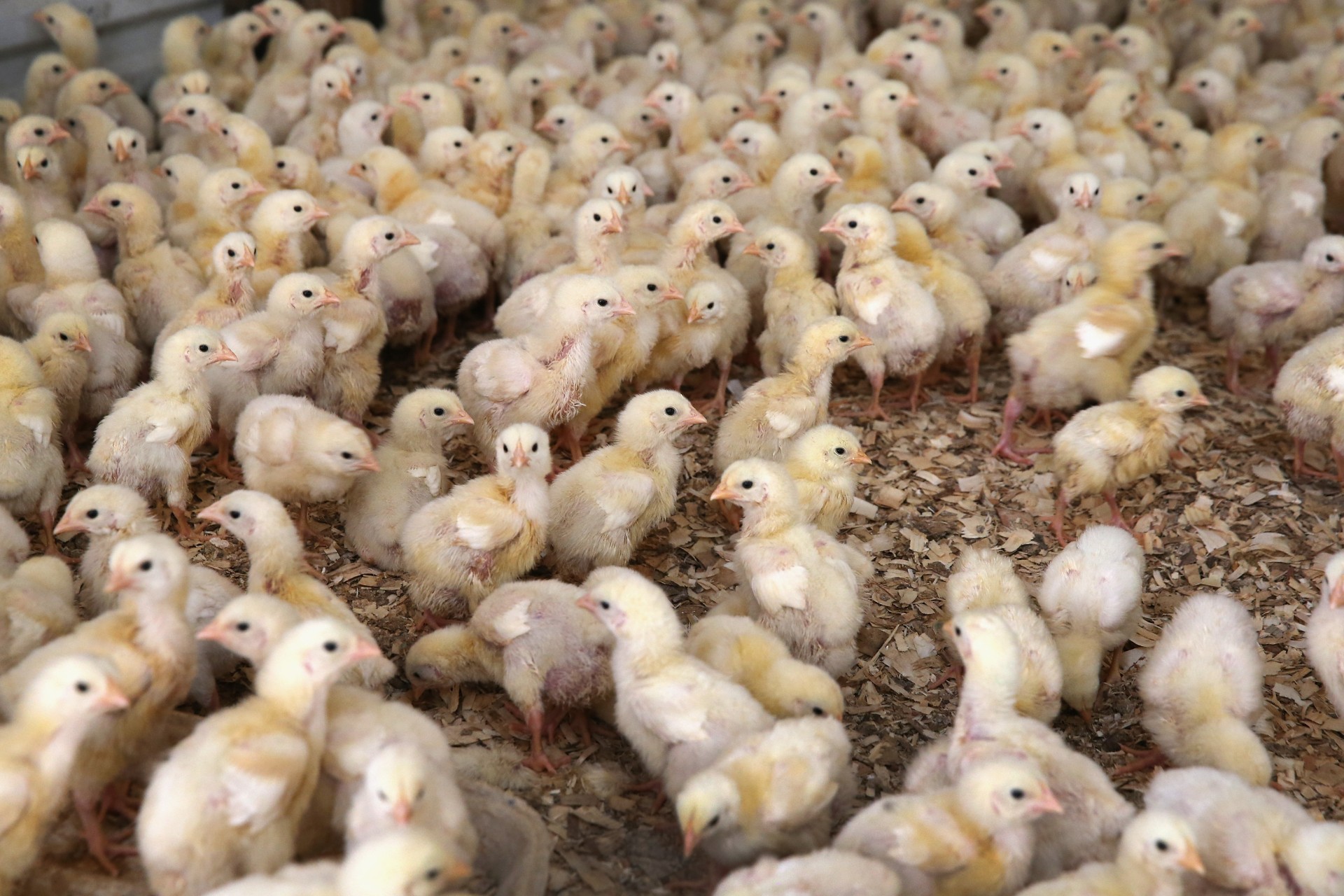 Chicks run around a barn at a farm on Aug. 9, 2014, in Osage, Iowa. (Scott Olson/Getty Images)