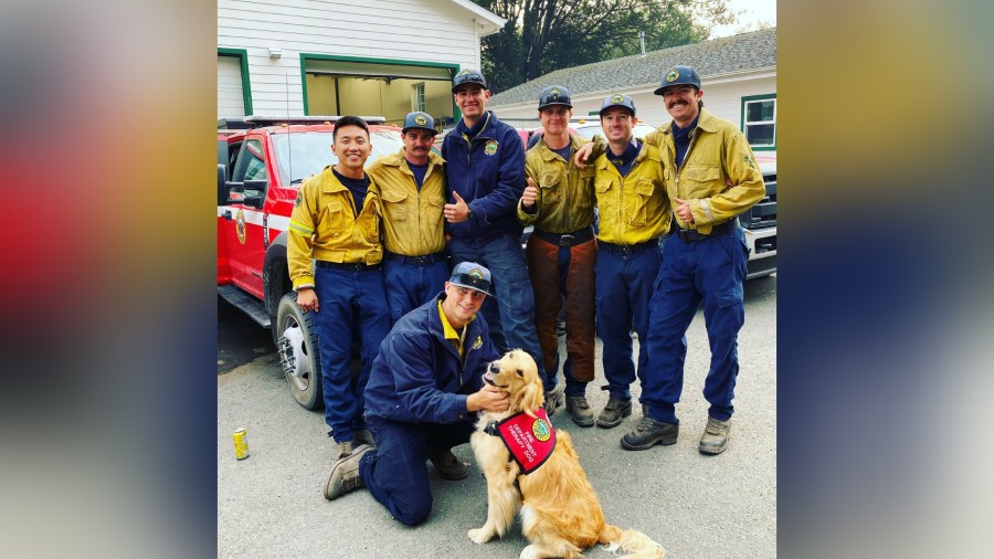 Kerith, a pet therapy dog, poses with firefighters in Marin County in 2020. (Heidi Carmen via CNN)