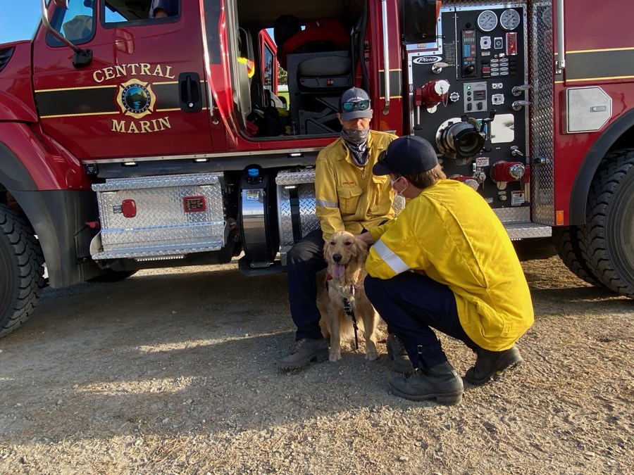 Kerith goes from firetruck to firetruck wagging her tail as Marin County firefighters watch in 2020.