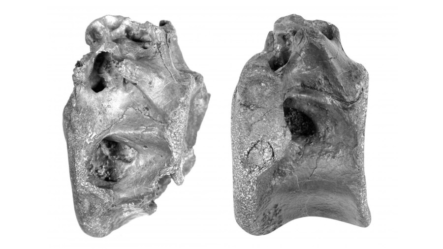 New dinosaur species related to Tyrannosaurus rex discovered by scientists in England. (University of Southampton via CNN Wire)