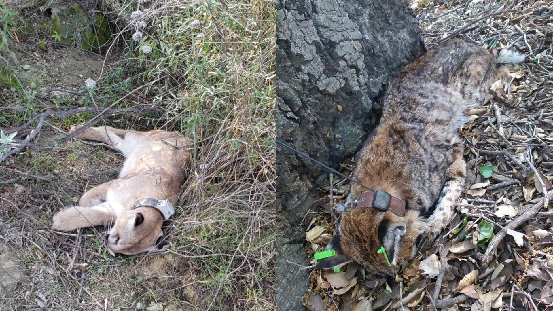 The National Park Service released this photos of P-76, left, and B-372, right, after they were found dead.