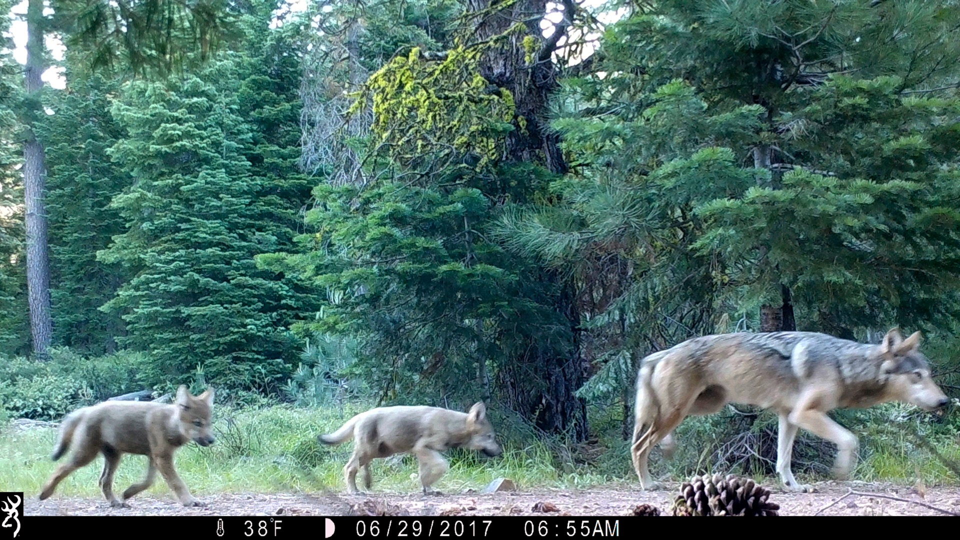 This June 29, 2017, file remote camera image provided by the U.S. Forest Service shows a female gray wolf and two of the three pups born in 2017 in the wilds of Lassen National Forest in Northern California. The Trump administration plans to lift endangered species protections for gray wolves across most of the nation by the end of 2020, the director of the U.S. Fish and Wildlife Service said Monday, Aug. 31, 2020. (U.S. Forest Service via AP, File)