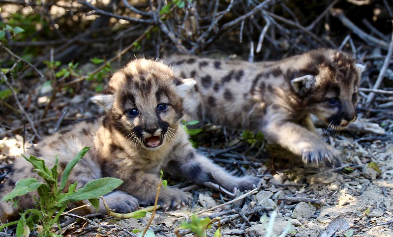 P-67's mountain lion kitten litter is seen in a photo taken by the officials with the Santa Monica Mountains Recreation Area on Aug. 7, 2020. 