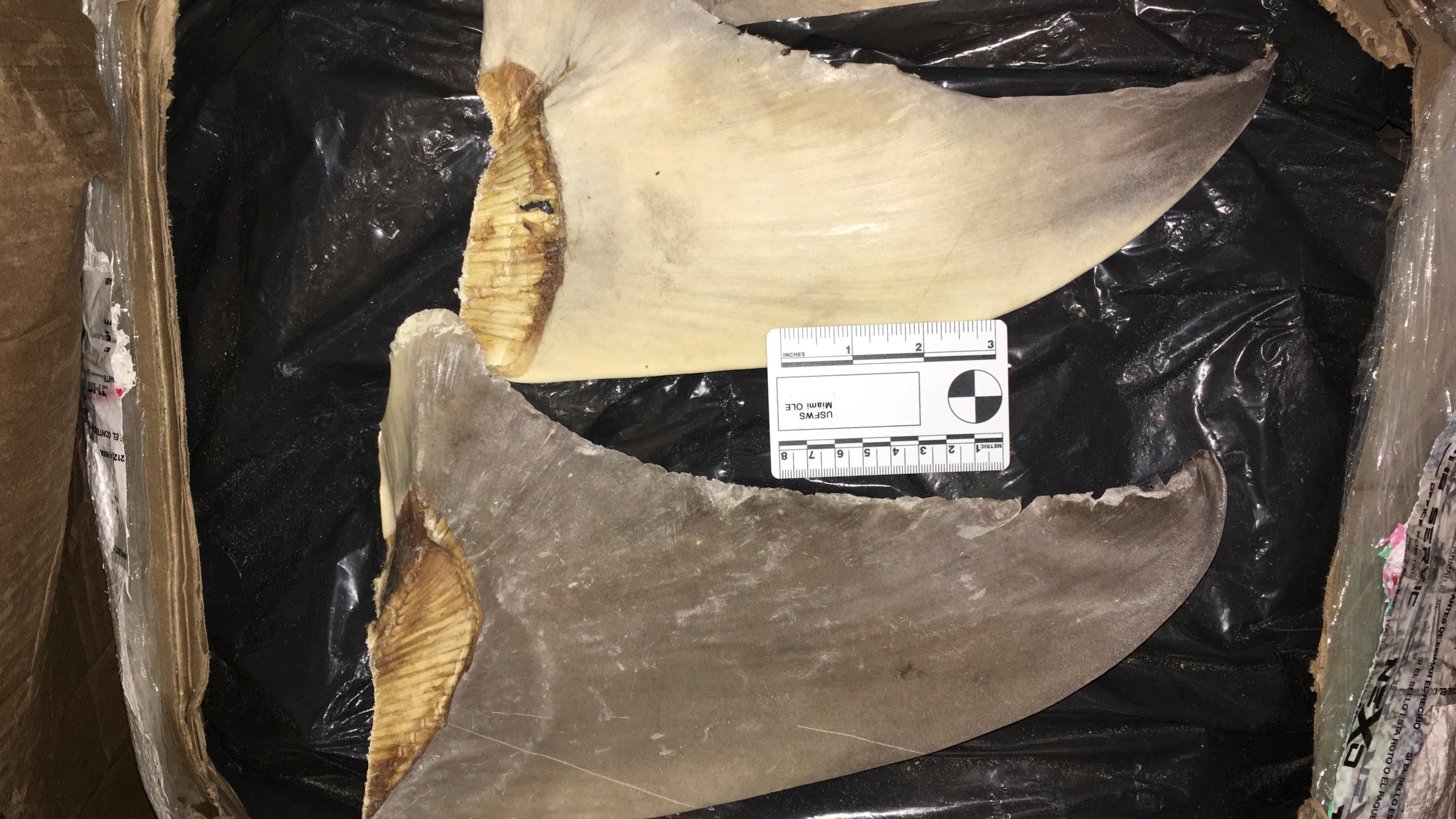 In this Jan. 29, 2020 photo made available by the U.S. Fish and Wildlife Service, confiscated hammerhead shark fins are displayed at the Port of Miami.