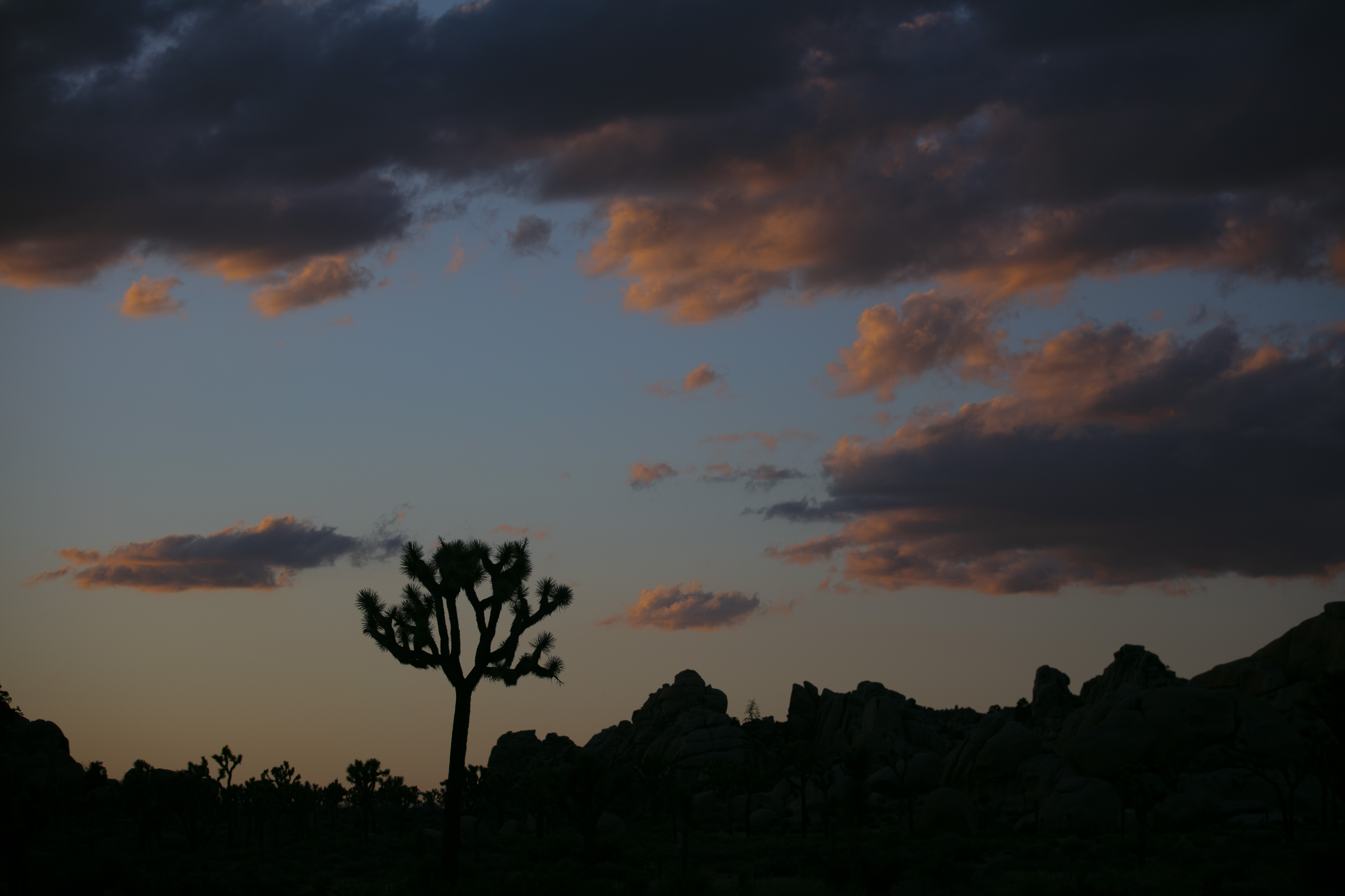 In this May 19, 2020 file photo a Joshua tree is silhouetted against the sky at Joshua Tree National Park in California. (Jae C. Hong/Associated Press)