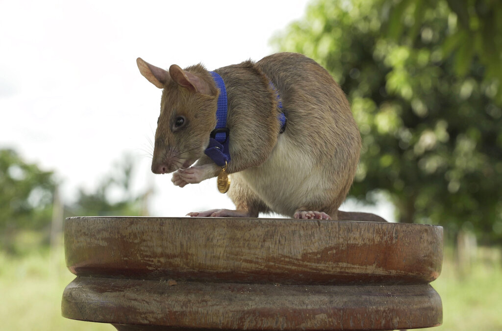 In this undated photo issued by the PDSA, People's Dispensary for Sick Animals, Cambodian landmine detection rat, Magawa is photographed wearing his PDSA Gold Medal, the animal equivalent of the George Cross, in Siem, Cambodia. (PDSA via AP)