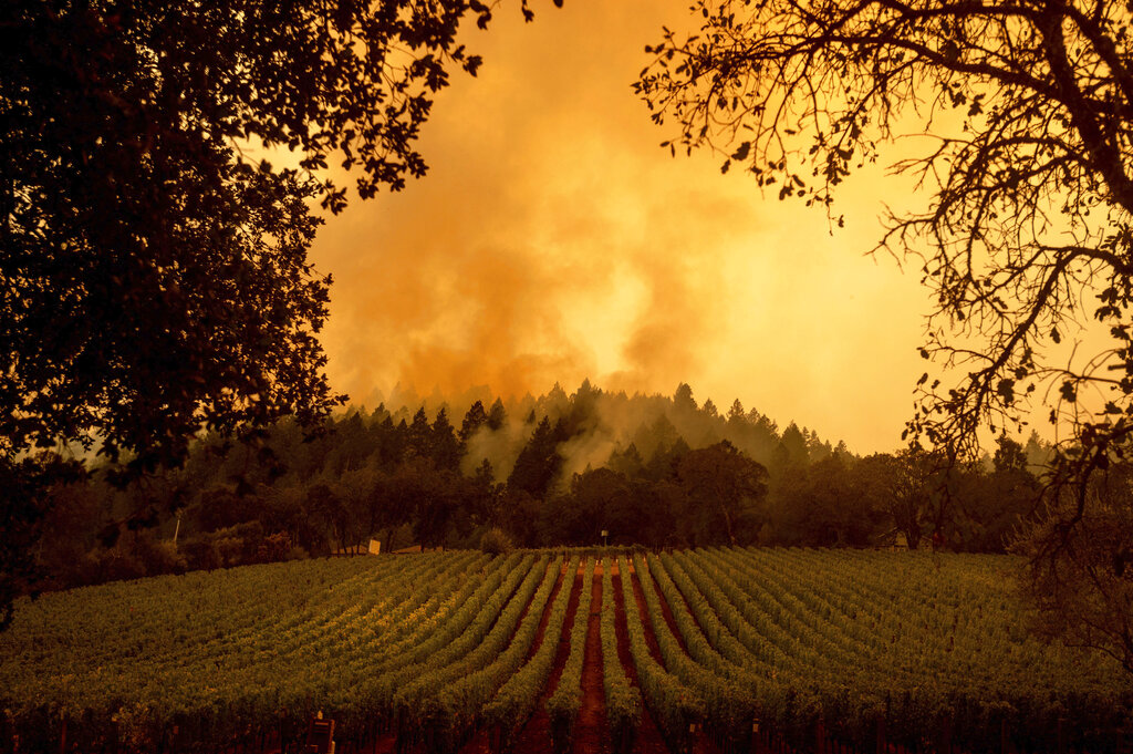 Smoke rises over a vineyard as the Glass Fire burns, Monday, Sept. 28, 2020, in Calistoga, Calif. (AP Photo/Noah Berger)