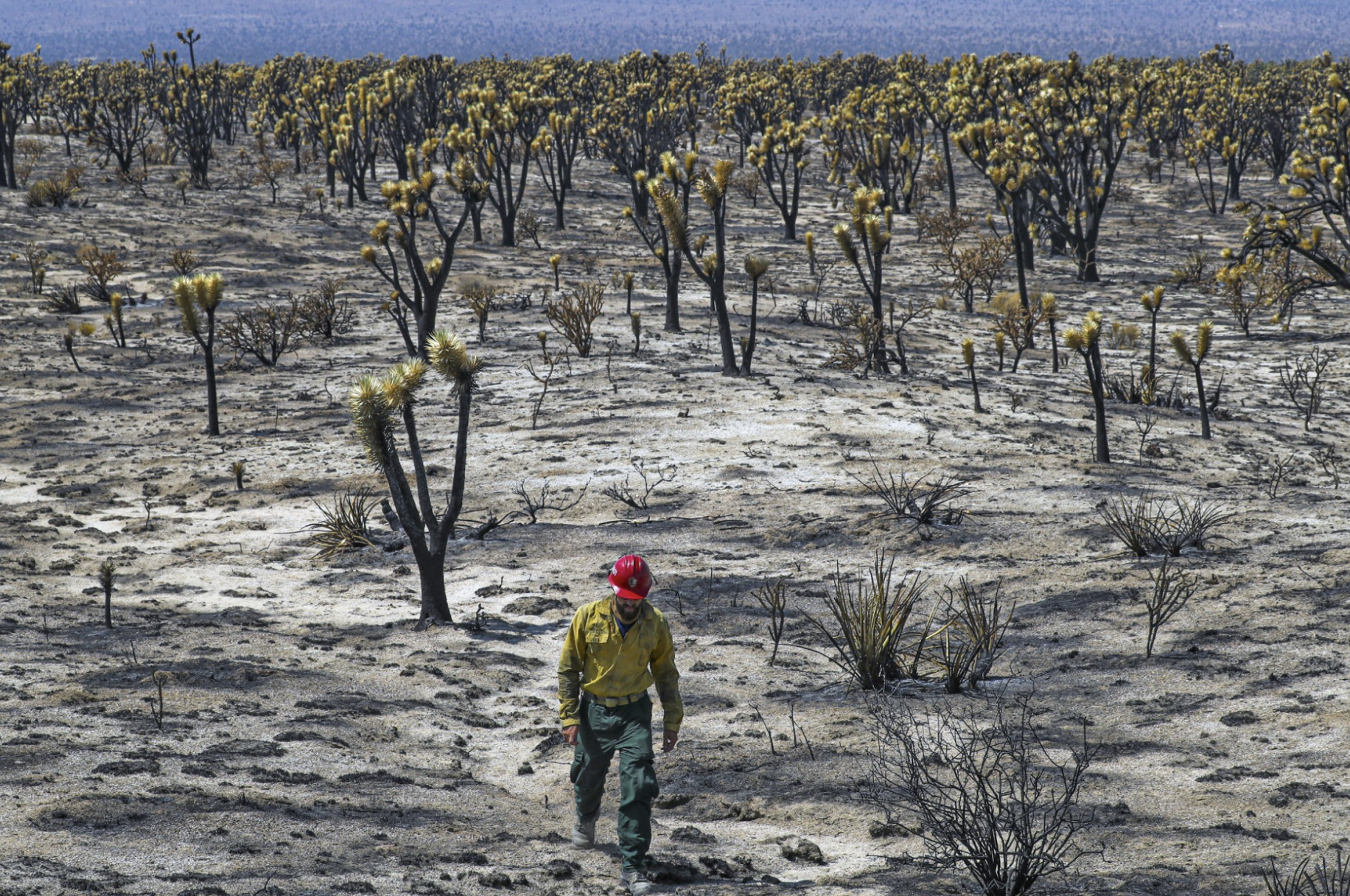 J.T. Sohr, fire engine captain in the Mojave National Preserve, walks in the charred Cima Dome Joshua tree forest. (Irfan Khan / Los Angeles Times)