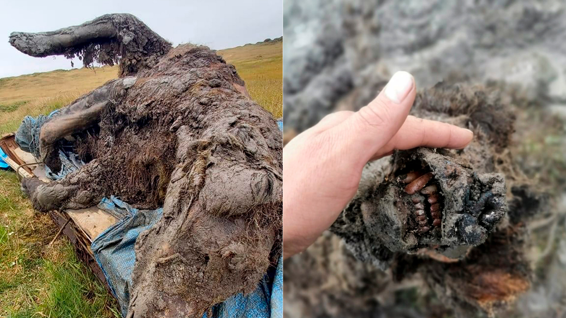 These undated photos released by North-Eastern Federal University show a carcass of an Ice Age cave bear found on Bolshoy Lyakhovsky Island, or Great Lyakhovsky, the largest of the Lyakhovsky Islands belonging to the New Siberian Islands archipelago between the Laptev Sea and the East Siberian Sea in northern Russia. (North-Eastern Federal University via AP)