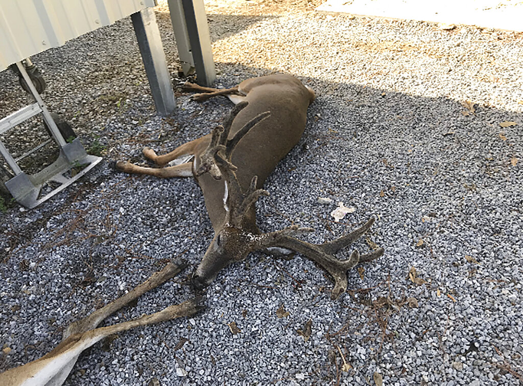 This Sept. 2, 2020, photo provided by veterinarian Craig Fontenot, of Ville Platte, La., shows deer at a ranch where they were killed by hordes of mosquitoes. Experts in southwest Louisiana say clouds of mosquitoes have been so thick since Hurricane Laura that they're killing cattle and horses. (Dr. Craig Fontenot via AP)